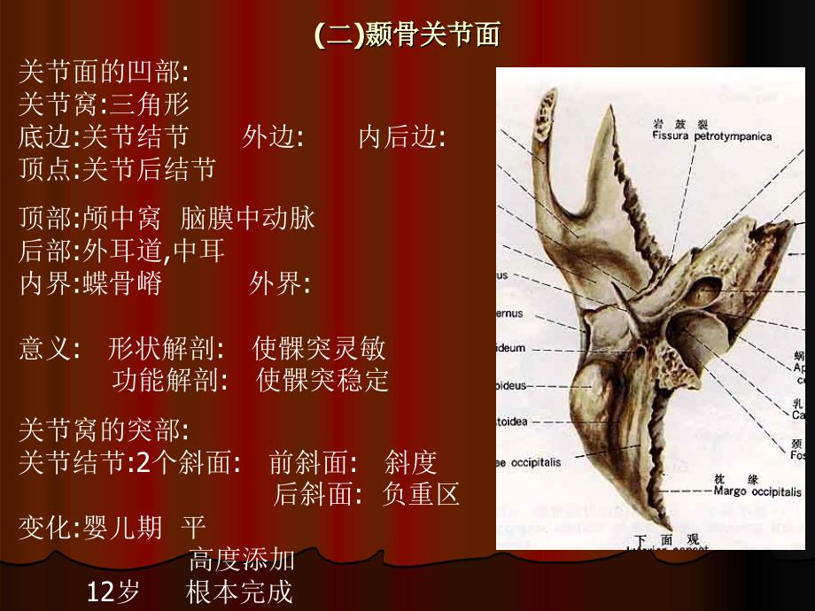 第三节神经分布ppt课件_第3页