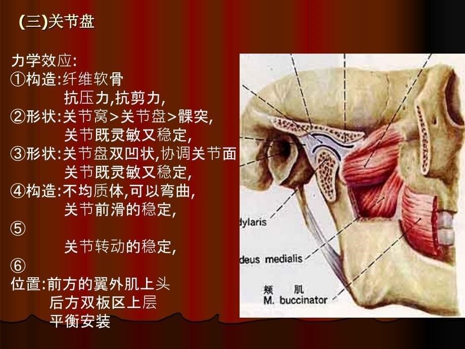 第三节神经分布ppt课件_第5页