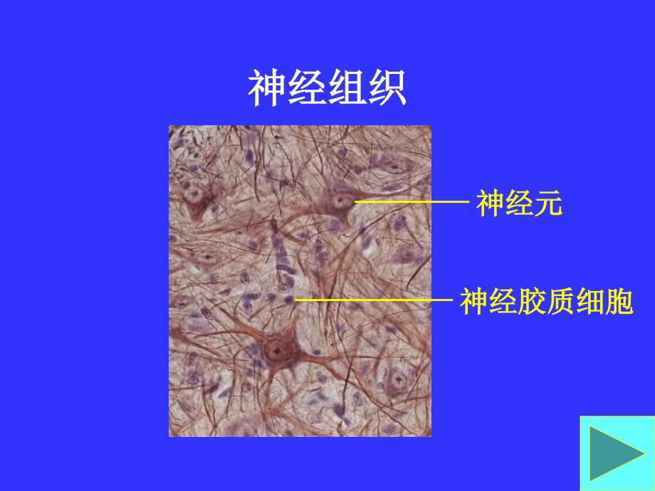 第六章神经组织_第2页