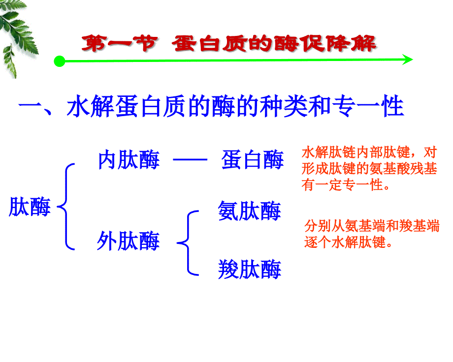 生物化学：第七章 蛋白质的酶促降解及氨基酸代谢_第3页