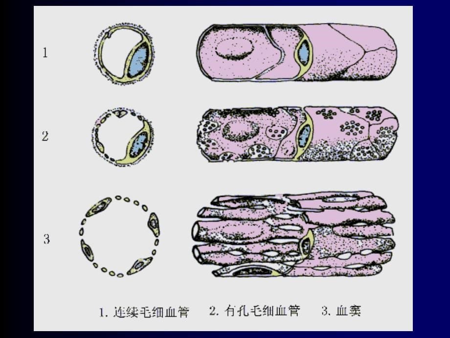 循环系统PPT课件_第5页