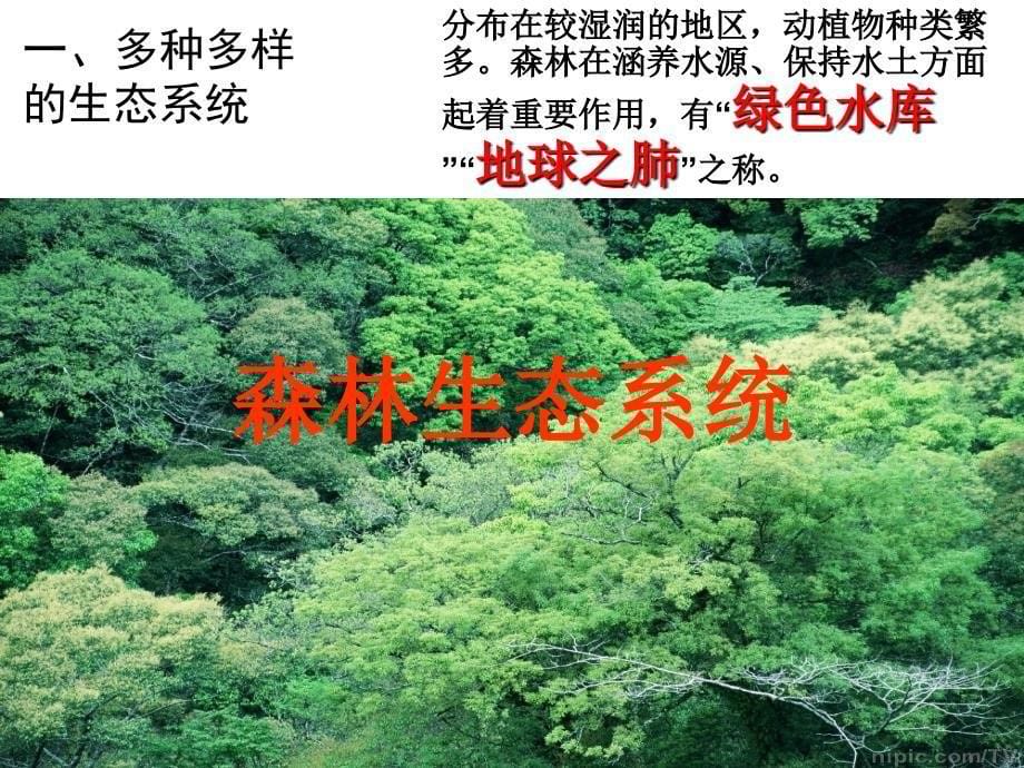 生物圈是最大的生态系统（上课用）_第5页