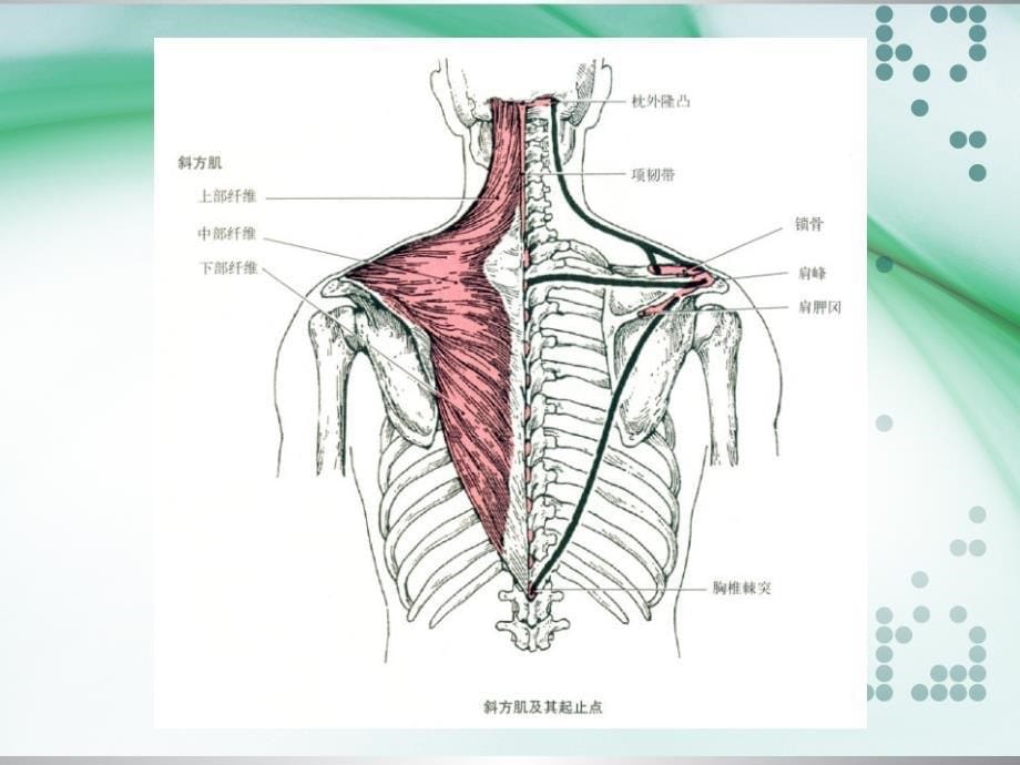 肩关节相关肌肉解剖ppt课件(1)_第5页