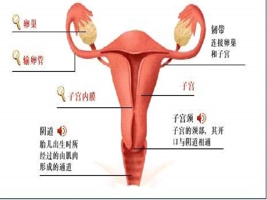 女性的三道天然防线课件_第1页