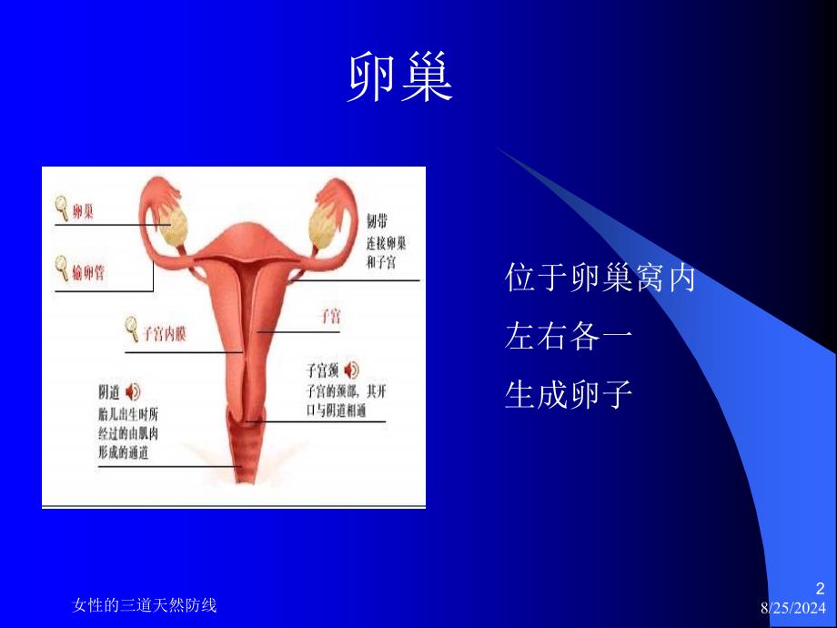 女性的三道天然防线课件_第2页