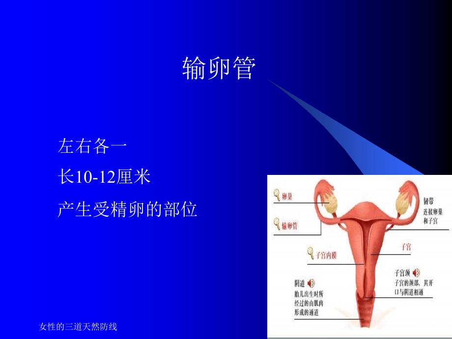 女性的三道天然防线课件_第4页