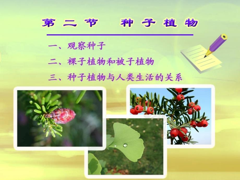 3.1-第二节--种子植物_第3页