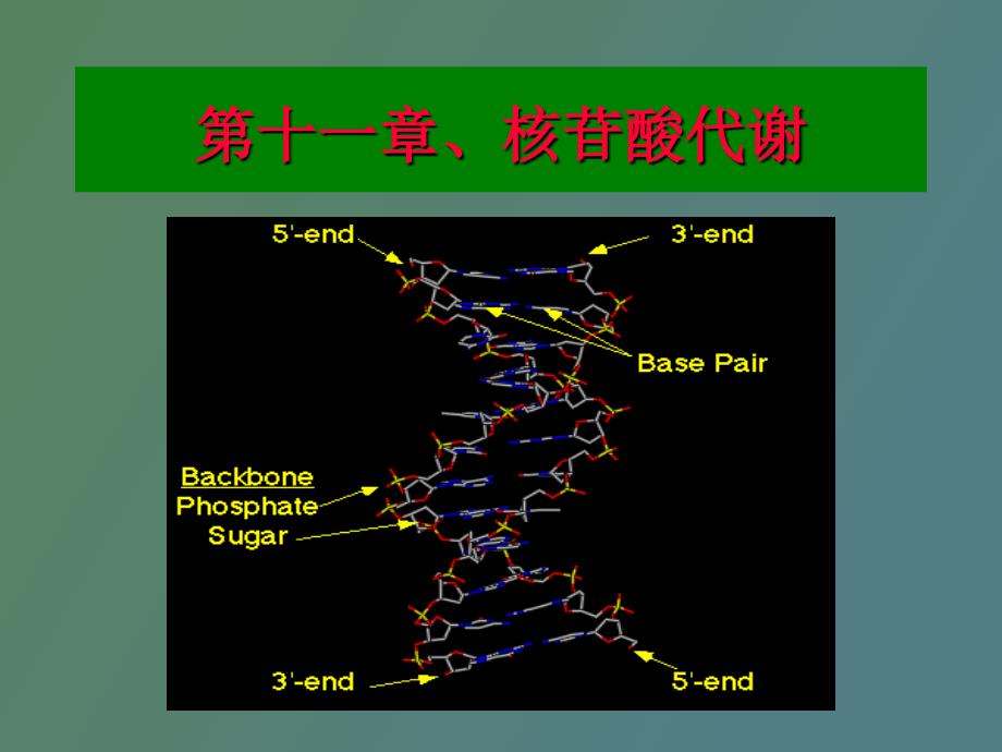 生物化学核酸分解代谢_第2页