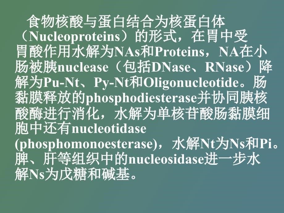 生物化学核酸分解代谢_第5页