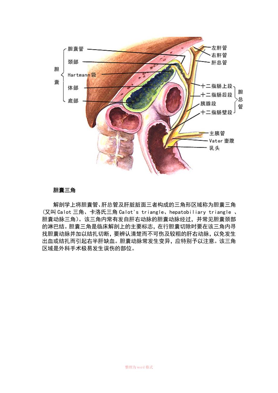 胆囊的解剖Word_第2页