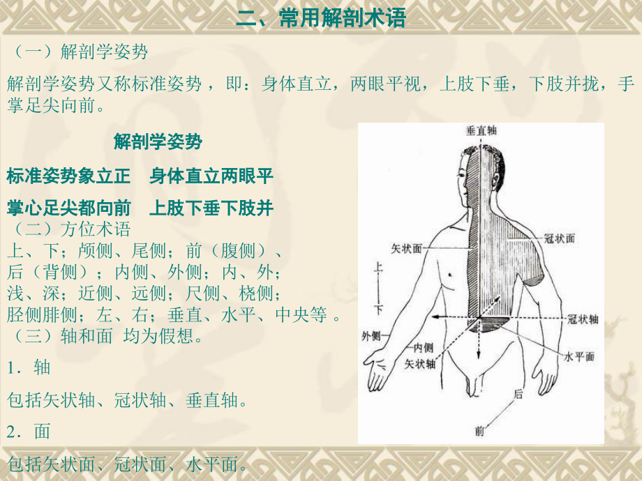 人体解剖学课件全套_第4页