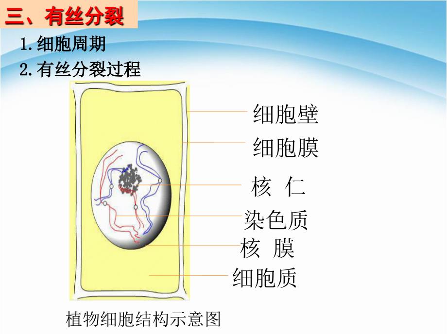人教版高中生物必修一ppt课件 ：6.1细胞的增殖-第2课时_第3页