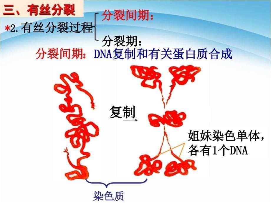 人教版高中生物必修一ppt课件 ：6.1细胞的增殖-第2课时_第5页