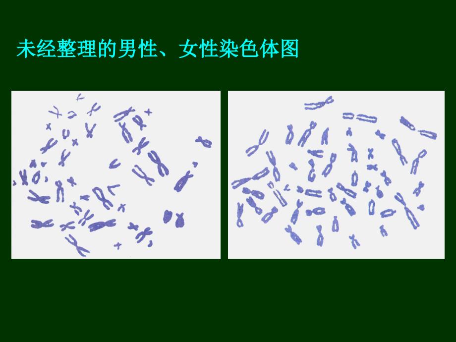 性别和性别决定_第3页