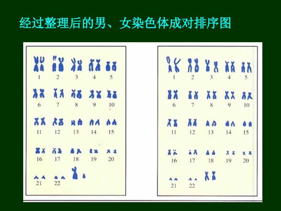 性别和性别决定_第4页