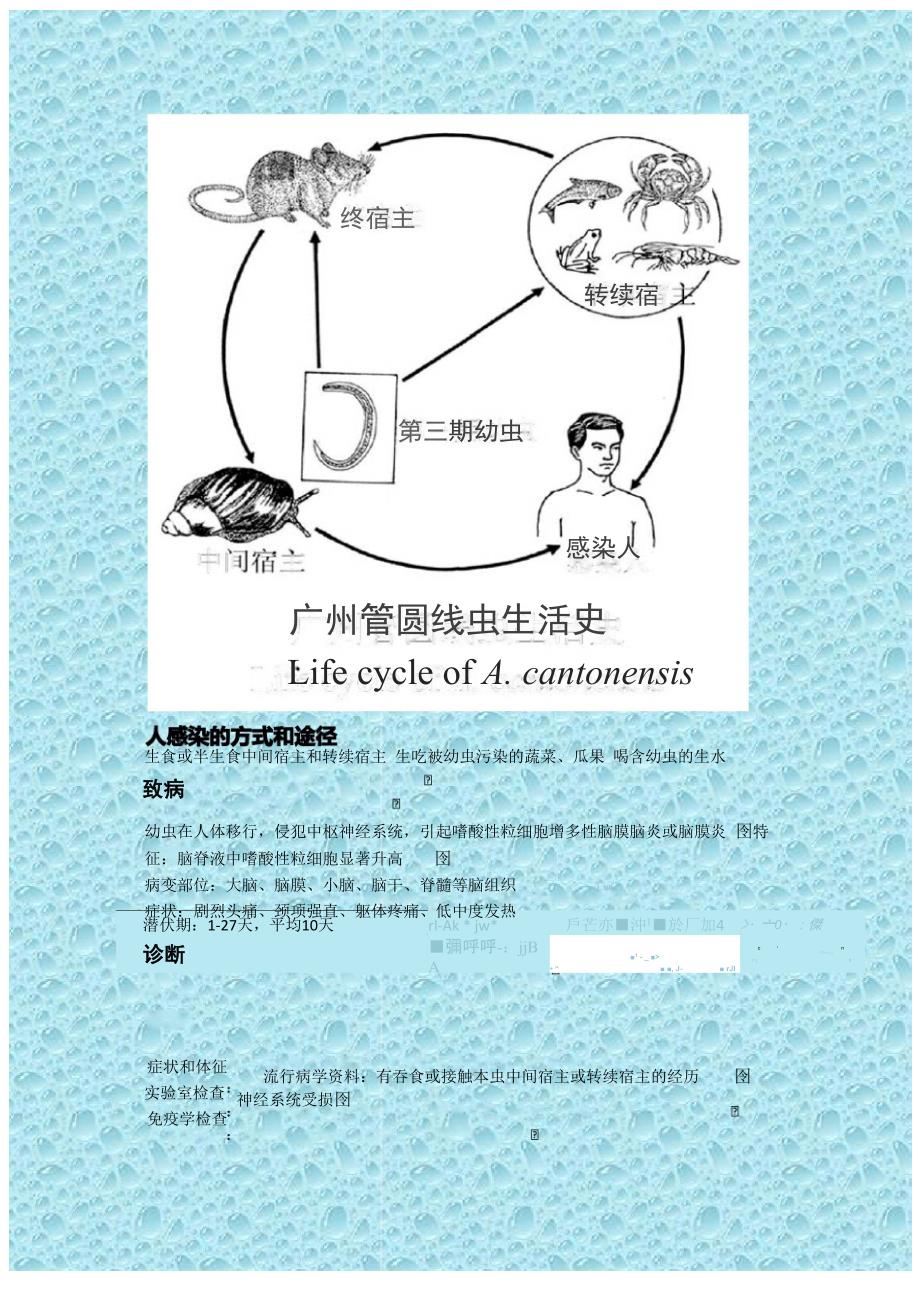 广州管圆线虫基本知识_第3页