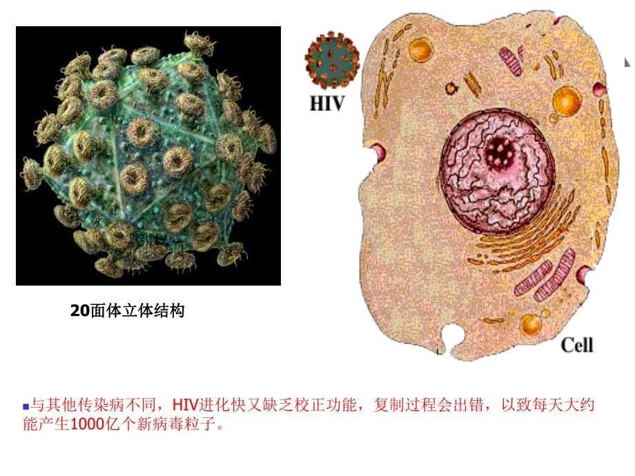 艾滋病控制策略_第5页