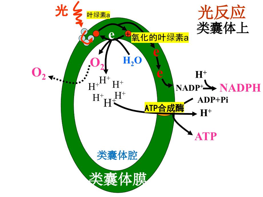 光合作用的过程 (3)_第3页