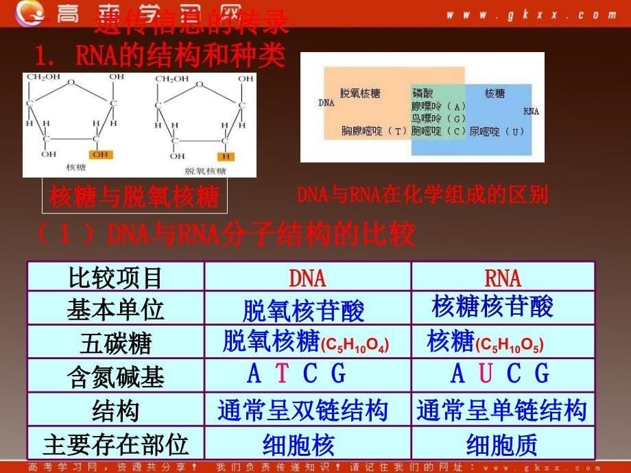 4.1基因指导蛋白质的合成课件3柯旭文_第5页