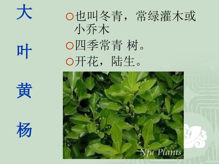 多种多样的植物.PPT名师制作优质教学资料_第4页