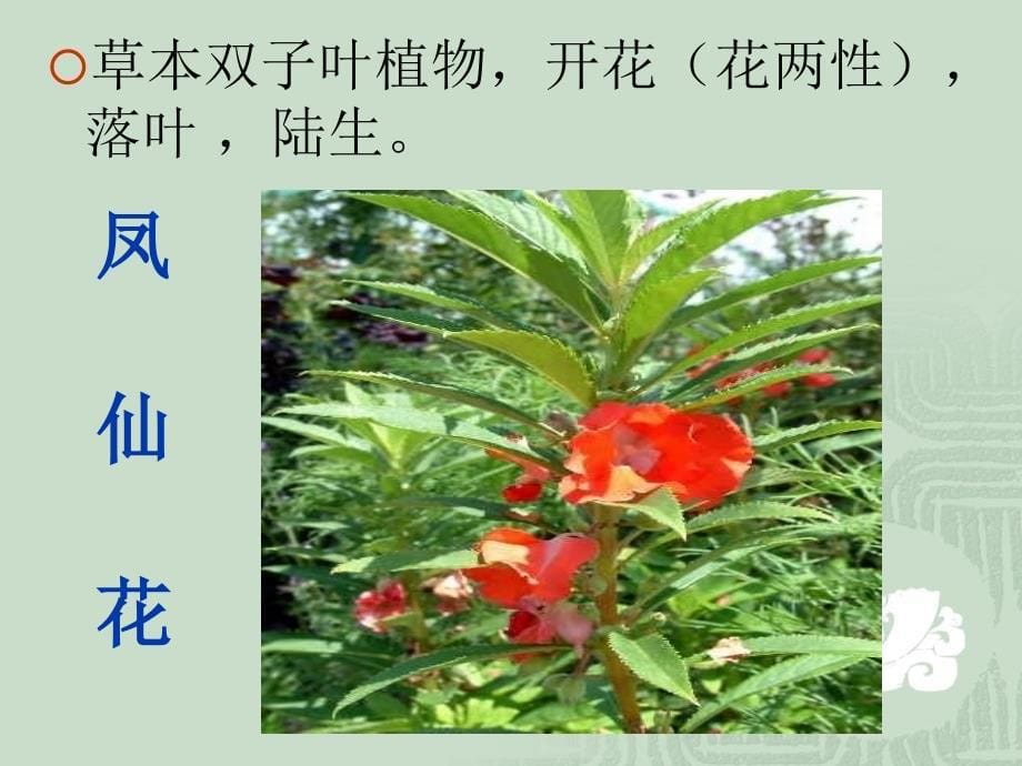 多种多样的植物.PPT名师制作优质教学资料_第5页