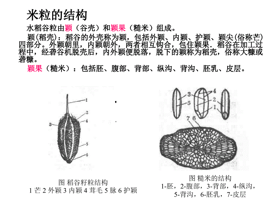 稻谷的加工详解ppt课件_第3页