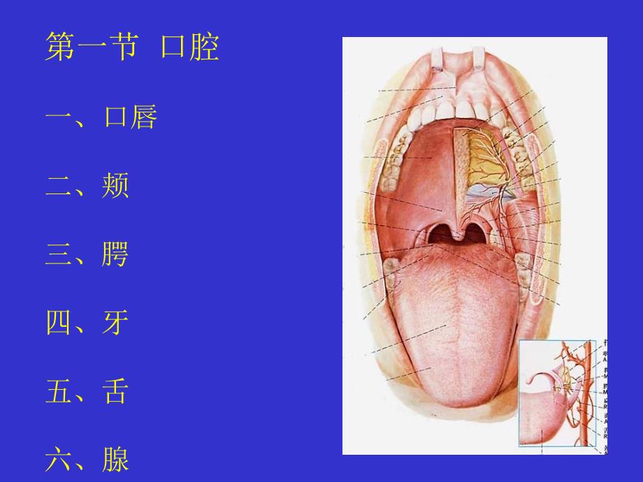 局部解剖学：第 五 章 消 化 系 统_第2页