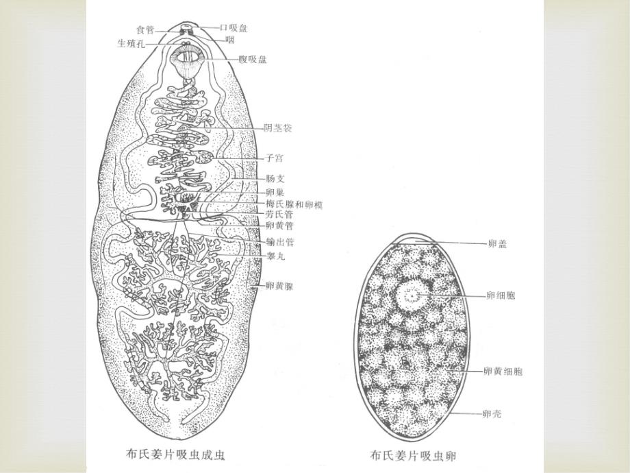 姜片虫肺吸虫_第2页