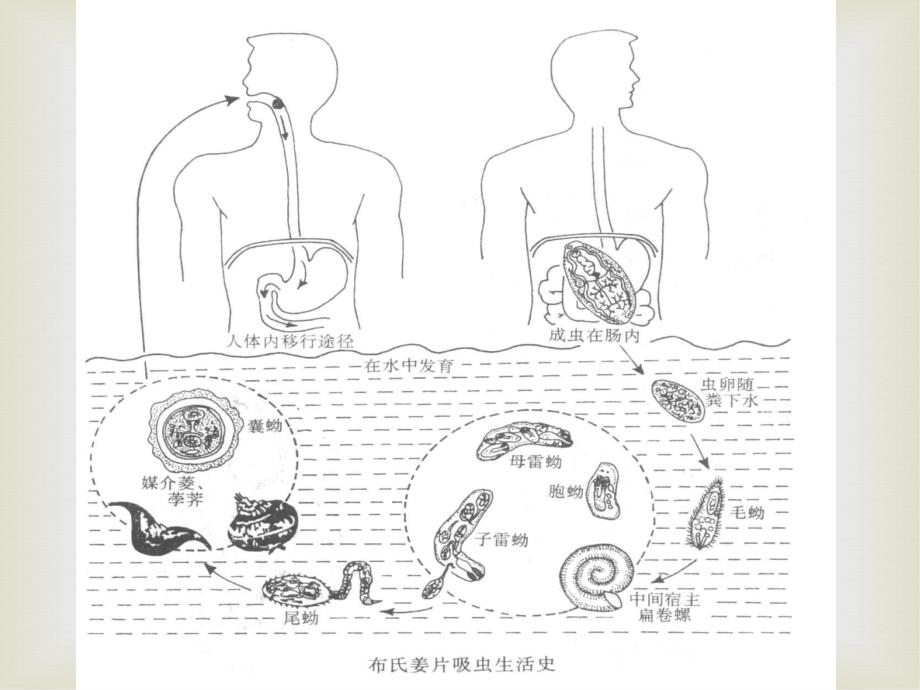 姜片虫肺吸虫_第3页