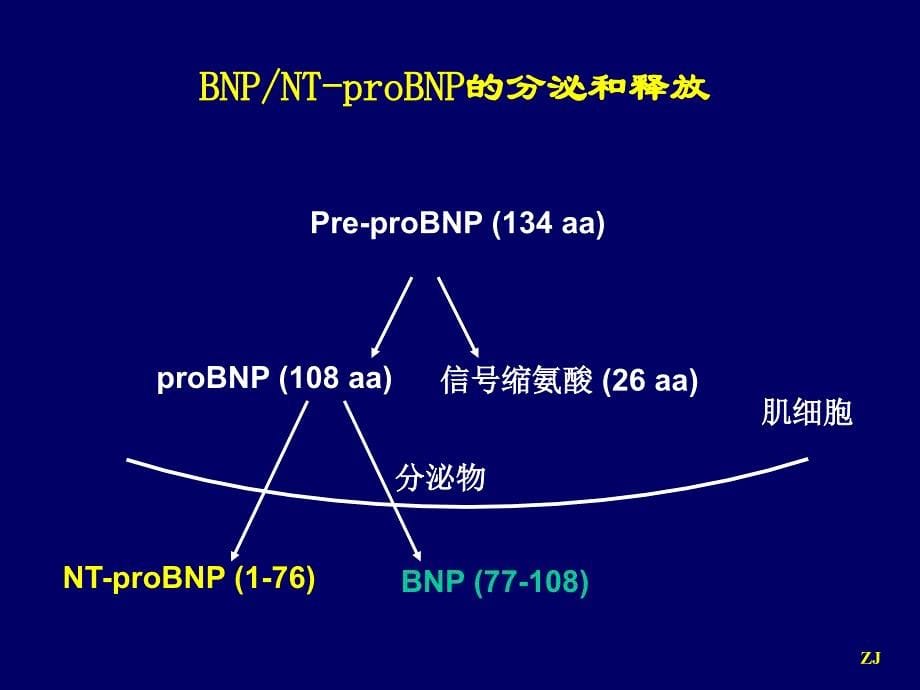 BNPNTproBNP监测在心力衰竭诊治中的应用课件_第5页