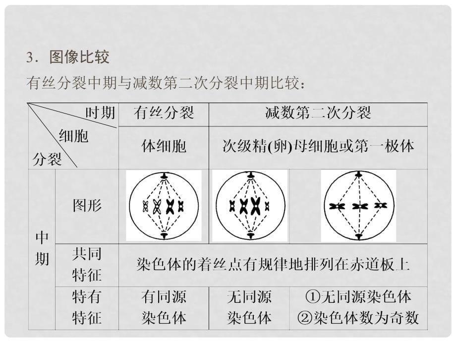 高中生物 第2章 基因和染色体的关系单元高效整合课件 新人教版必修2_第5页