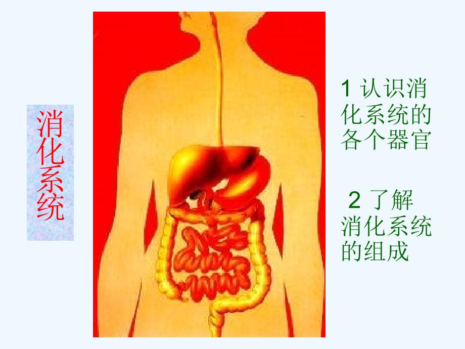 冀教版七年级生物下册 第一章第二节食物的消化_第2页