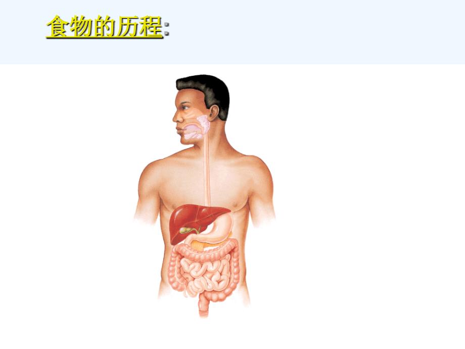 冀教版七年级生物下册 第一章第二节食物的消化_第4页