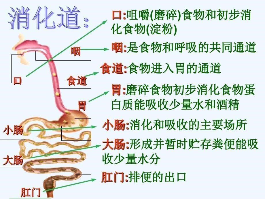 冀教版七年级生物下册 第一章第二节食物的消化_第5页