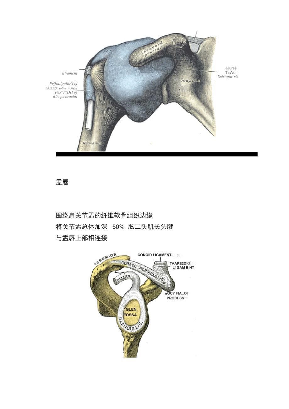肩关节复合体（五）_第5页