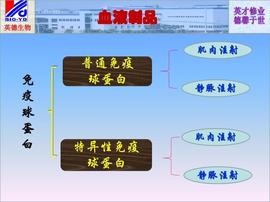 血液制品生产工艺框图幻灯片2_第5页