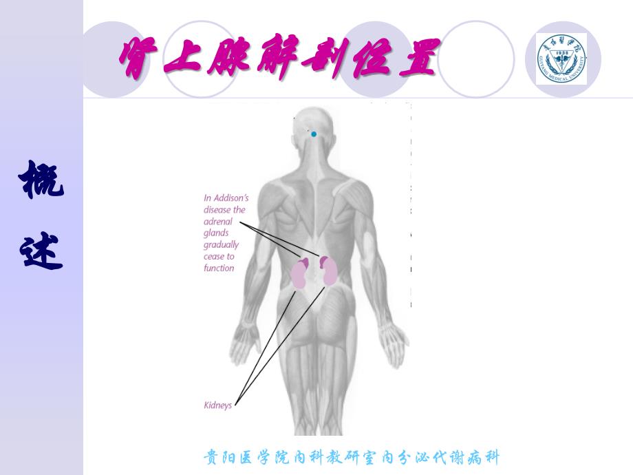 慢性肾上腺皮质功能减退症_第3页