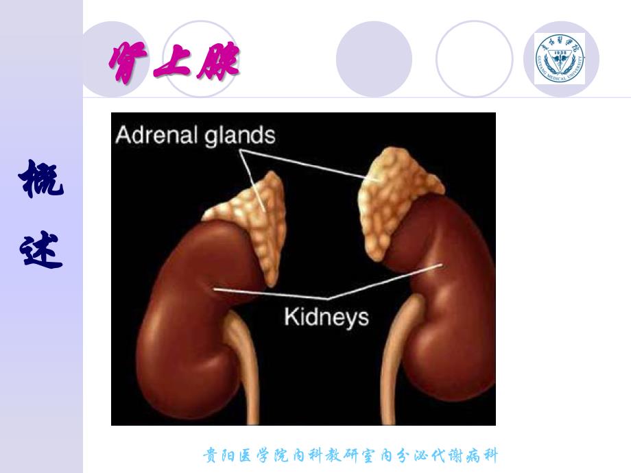 慢性肾上腺皮质功能减退症_第4页