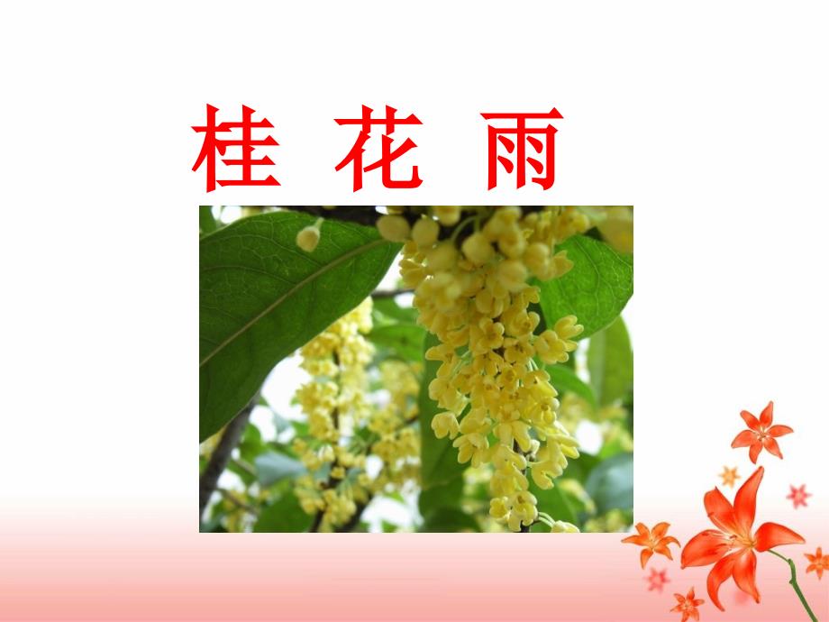 《桂花雨》参考课件_第1页