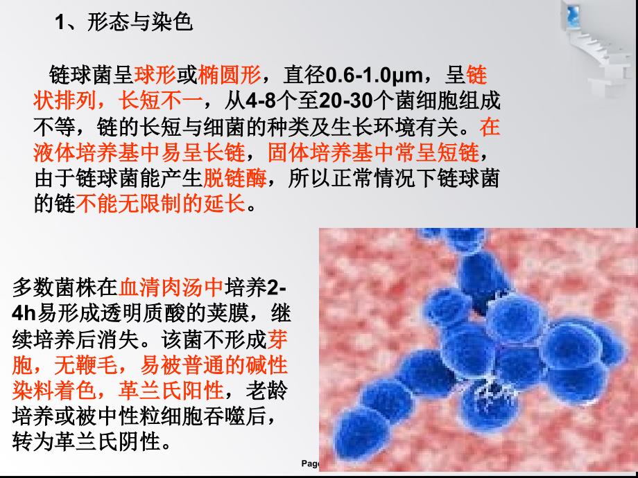 溶血性链球菌课件_第4页