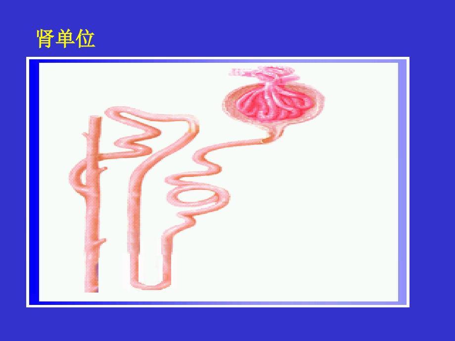 0913肾功能医学本科生_第4页