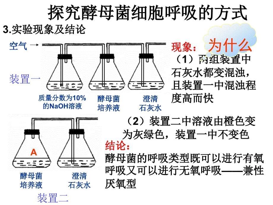 一轮复习细胞呼吸实用简化版ppt课件_第5页