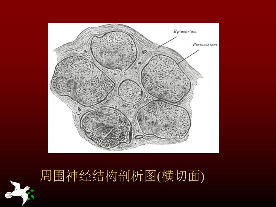 神经传导功能检测在临床的应用_第4页