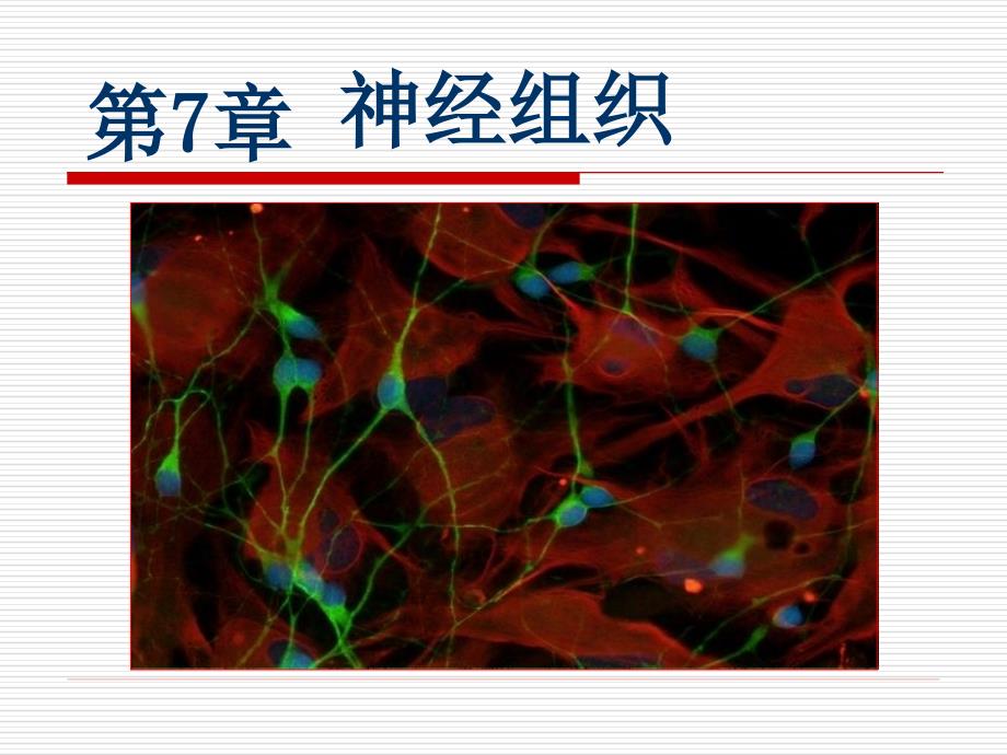 第7章神经组织_第1页