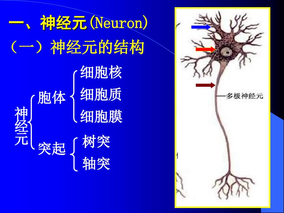 第7章神经组织_第4页