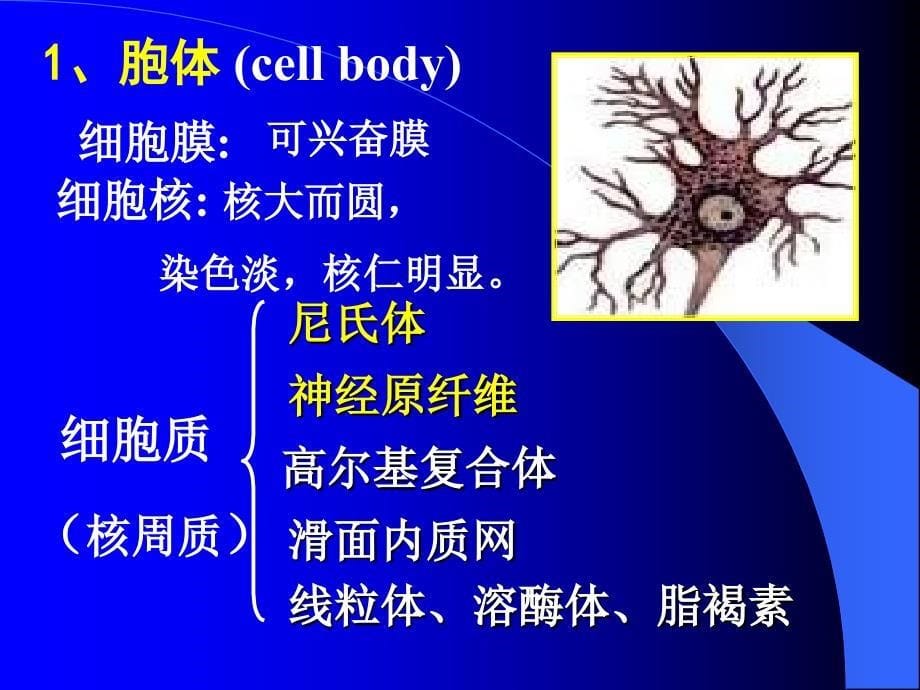 第7章神经组织_第5页