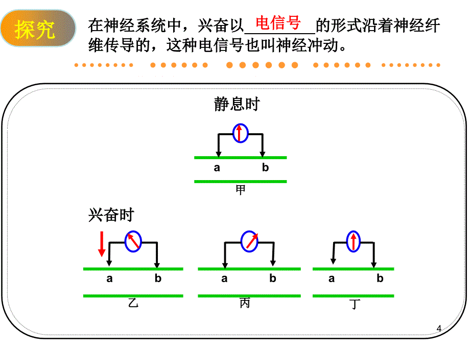 神经调节公开课课件_第4页