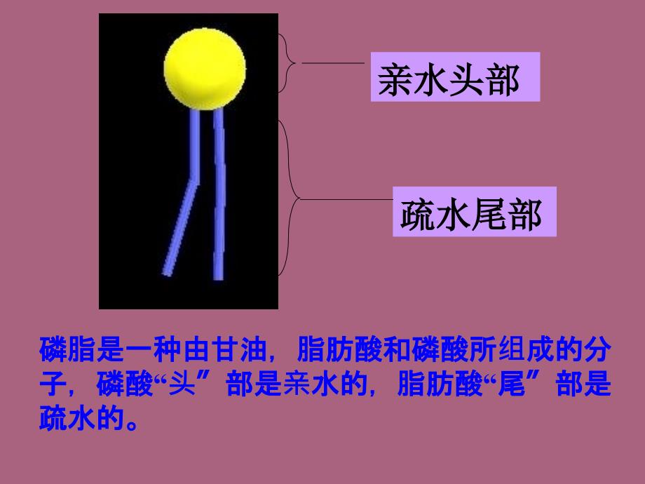 高一生物物质跨膜运输的方式ppt课件_第3页