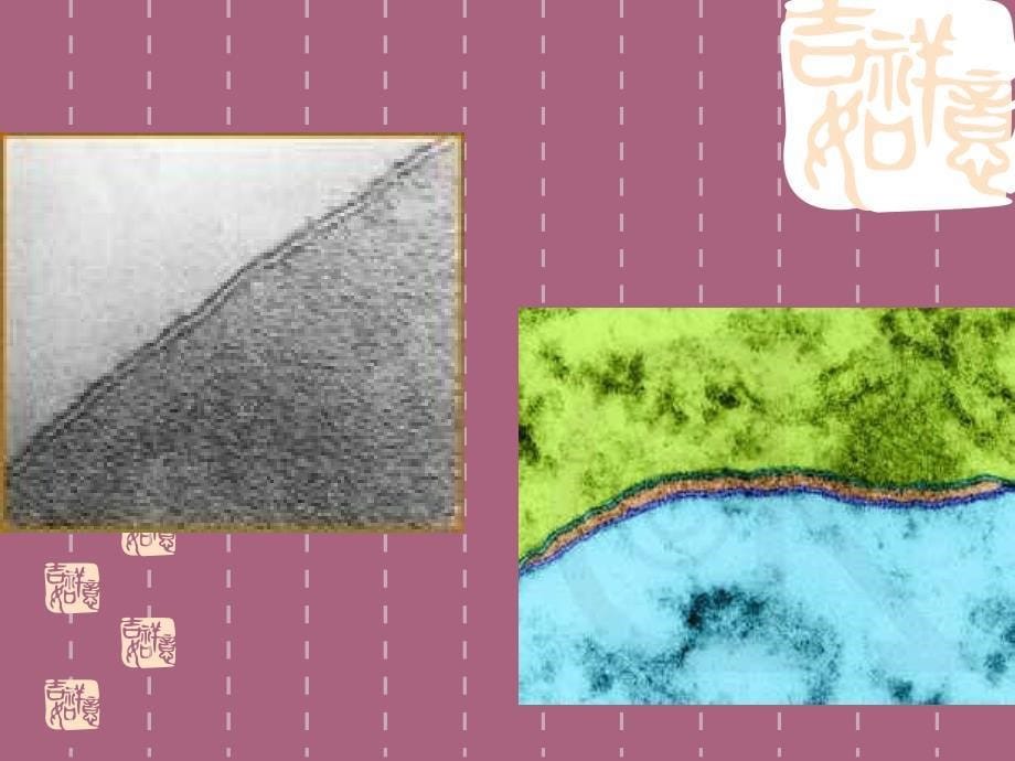 高一生物物质跨膜运输的方式ppt课件_第5页