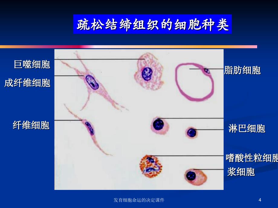 发育细胞命运的决定课件_第4页